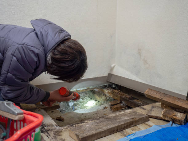 Professional Mold Removal in Gulf Hills, MS