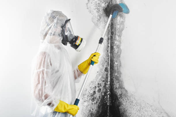 Best Dehumidification Services  in Gulf Hills, MS