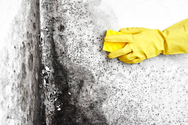 Best Basement Mold Removal  in Gulf Hills, MS